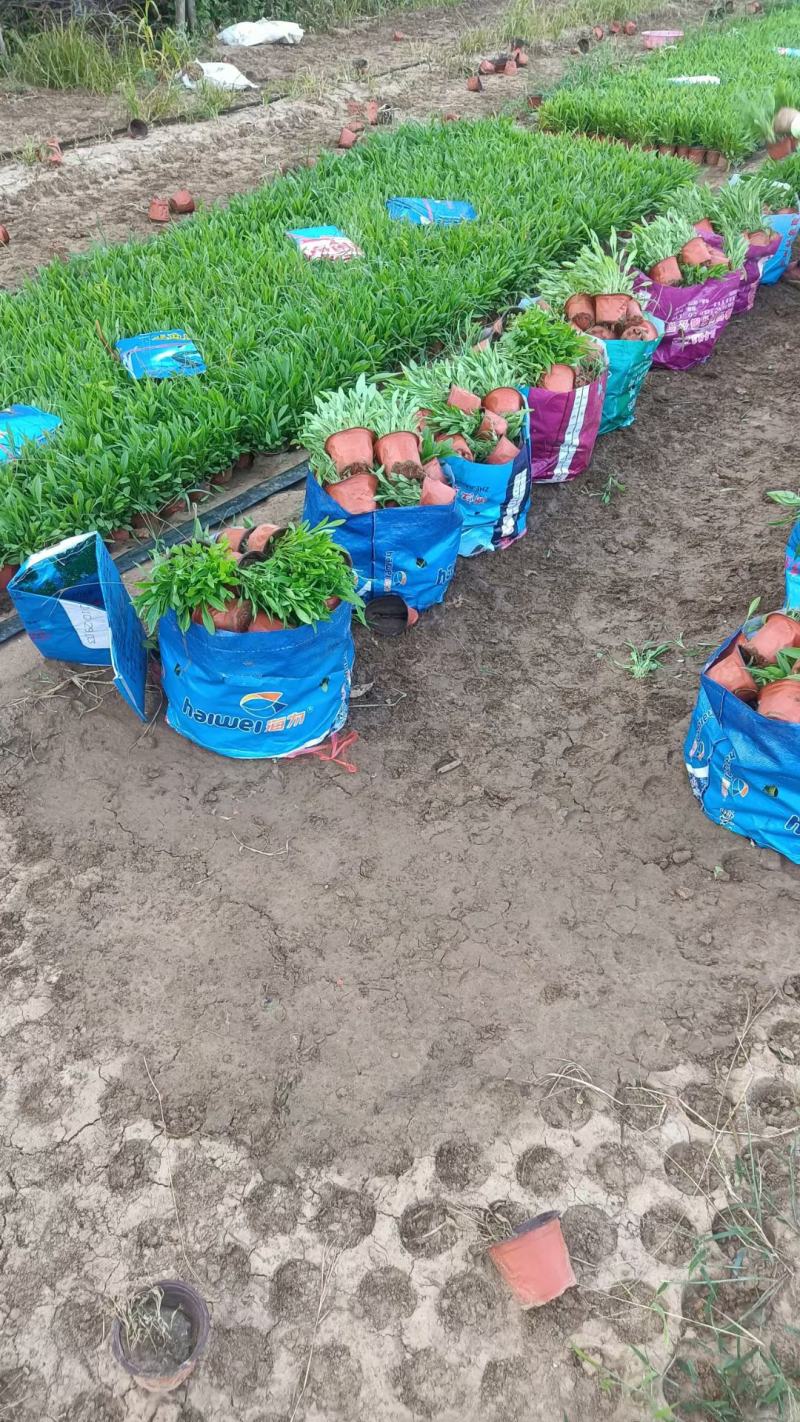 金鸡菊