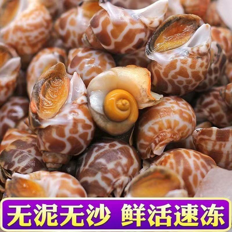 新鲜大花螺花螺鲜活冷冻新鲜东风螺海螺海猪螺海鲜水产好欢螺