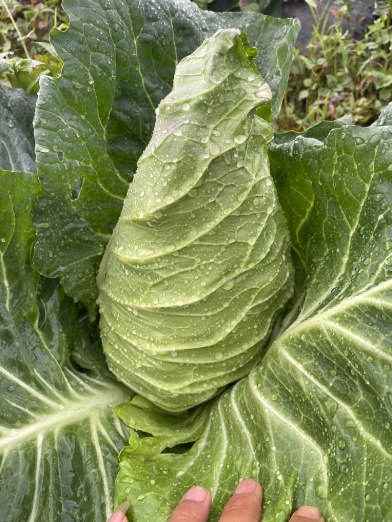 牛心菜（甘蓝基地一手货源）