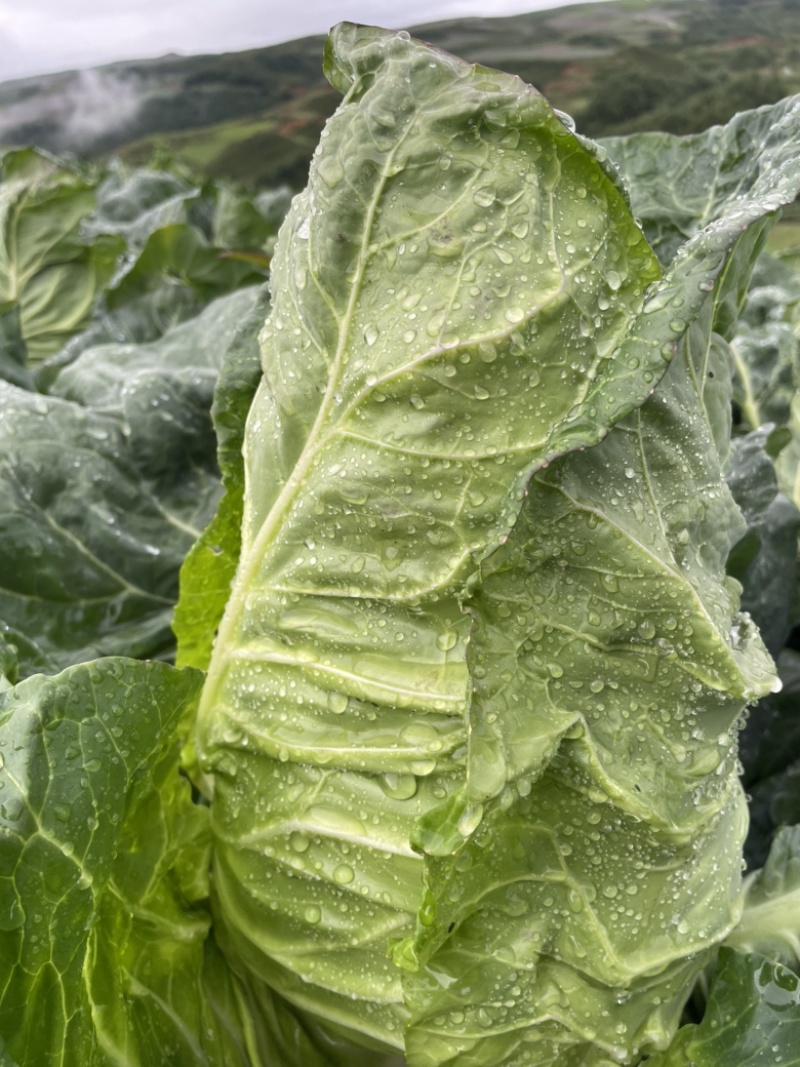 牛心菜（甘蓝基地一手货源）