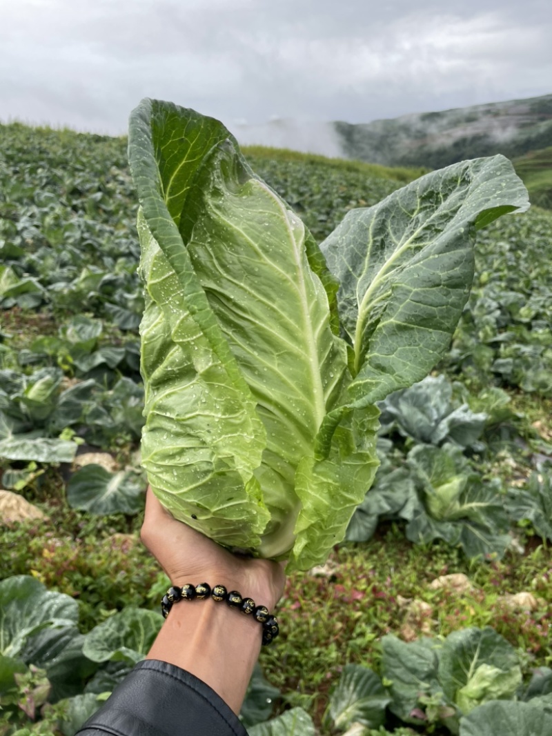 牛心菜（甘蓝基地一手货源）