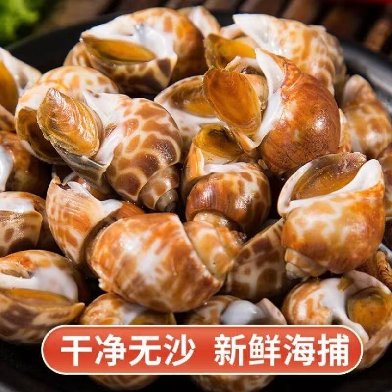 新鲜大花螺花螺鲜活冷冻新鲜东风螺海螺海猪螺海鲜水产好欢螺