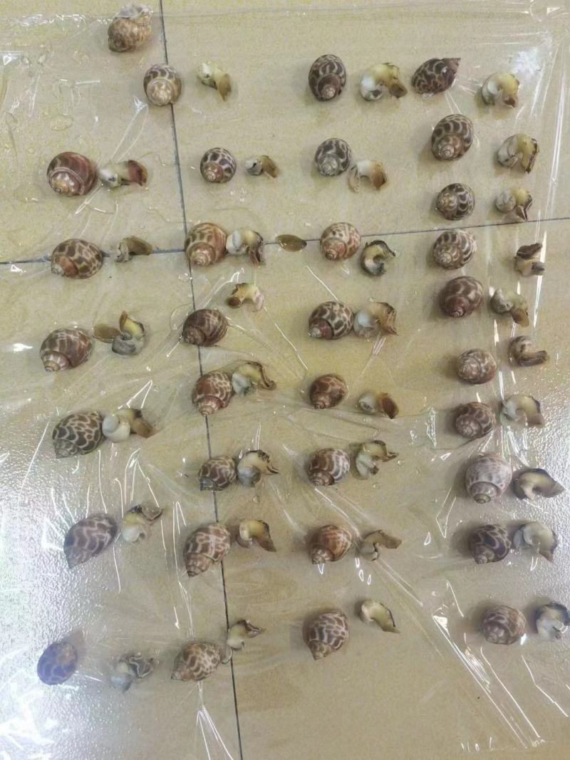新鲜大花螺花螺鲜活冷冻新鲜东风螺海螺海猪螺海鲜水产好欢螺