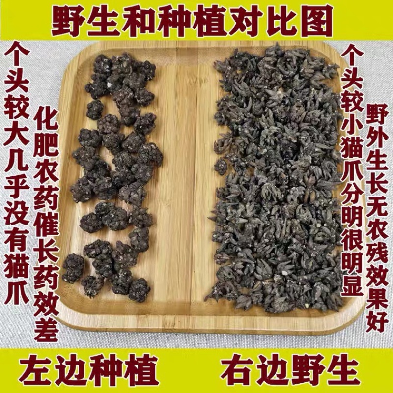 【精品】云南猫爪草野生猫爪草量大全国可发保质保量