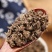 【精品】云南猫爪草野生猫爪草量大全国可发保质保量