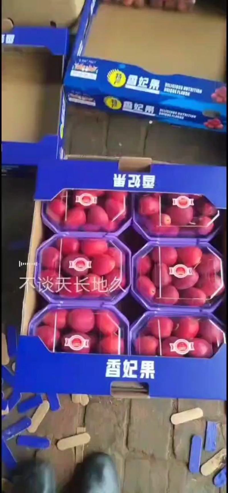 香妃海棠，锦绣海棠，铁岭市，开原市，大量现货