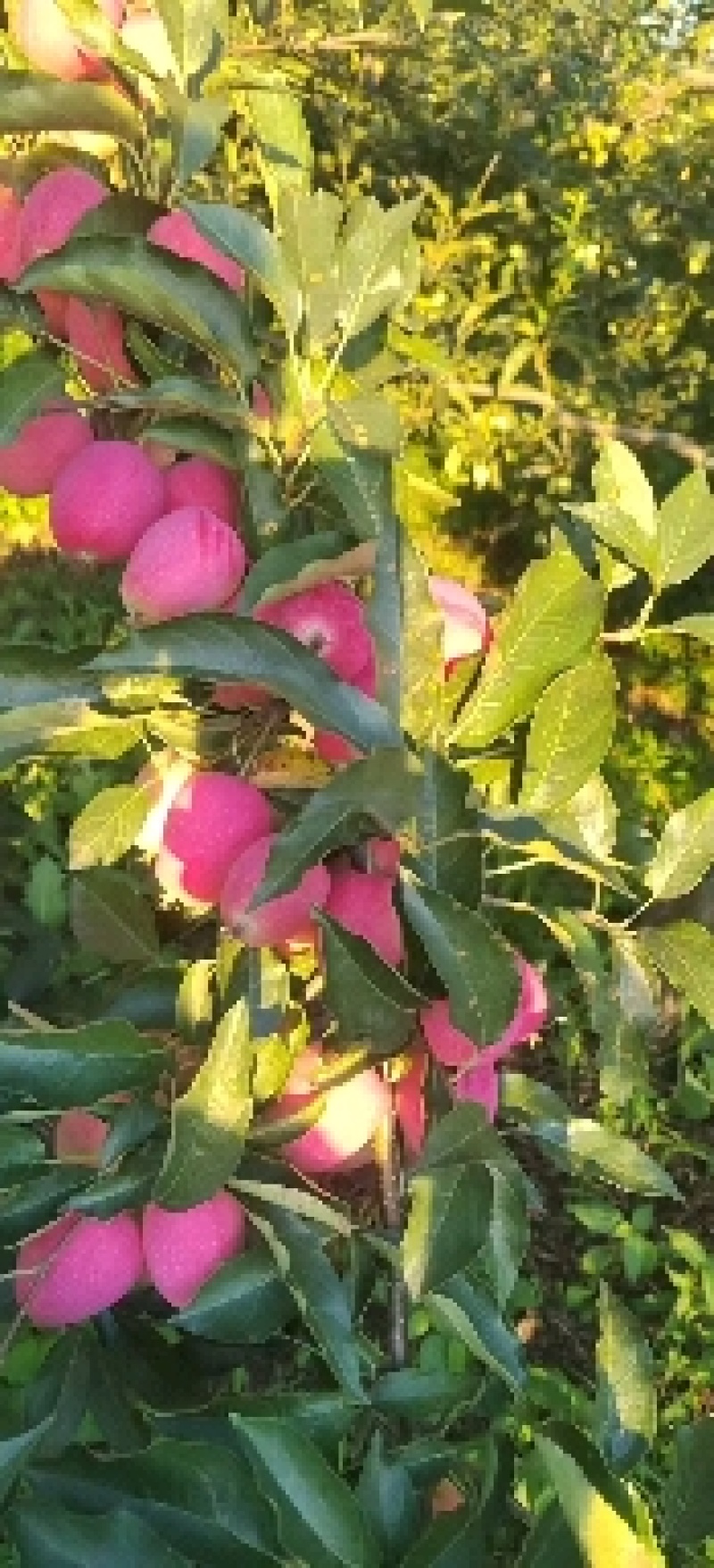 香妃海棠，锦绣海棠，铁岭市，开原市，大量现货