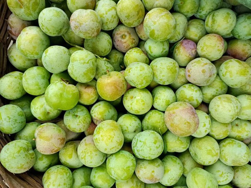 达州各地青脆李子成熟时间对比图