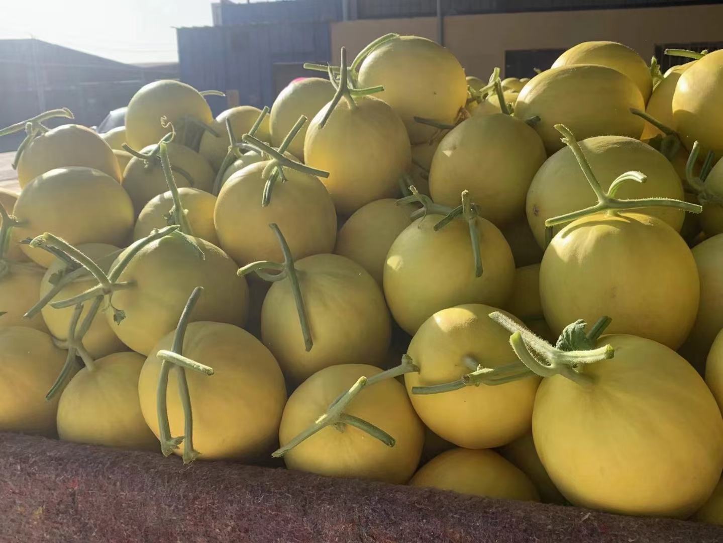 展示一颗完整的可口蜜瓜,果皮金黄,表面有清晰的纹路,切开后露出橙红色果肉,果肉饱满、水分充足 可口蜜瓜果实特写