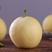 黄金梨，水果梨，秋月梨，果大脆甜现摘现发，供应市场商超