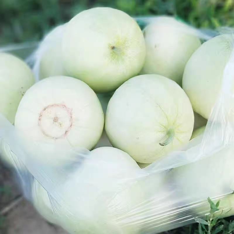 甜宝甜瓜产地一手货源支持视频看货打款发货量大从优