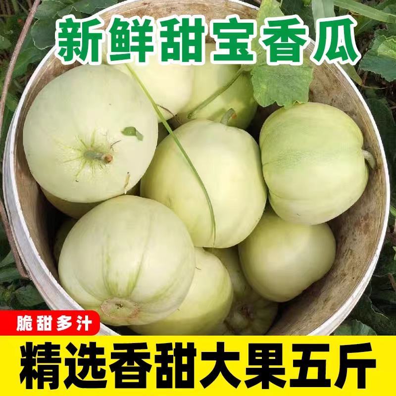 甜宝甜瓜产地一手货源支持视频看货打款发货量大从优