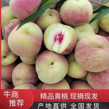 红不软青桃产地直供，品质保证一手货源量大价优欢迎致电