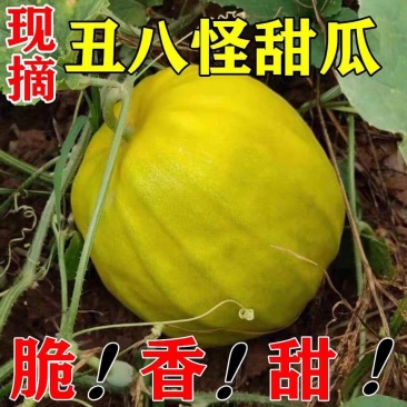 丑八怪甜瓜.，丑瓜，货源充足，保质保量，欢迎订购。