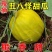丑八怪甜瓜.，丑瓜，货源充足，保质保量，欢迎订购。
