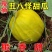 丑八怪甜瓜.，丑瓜，货源充足，保质保量，欢迎订购。