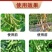 大豆粒粒饱，促根壮苗保花保荚豆粒饱满提质增产