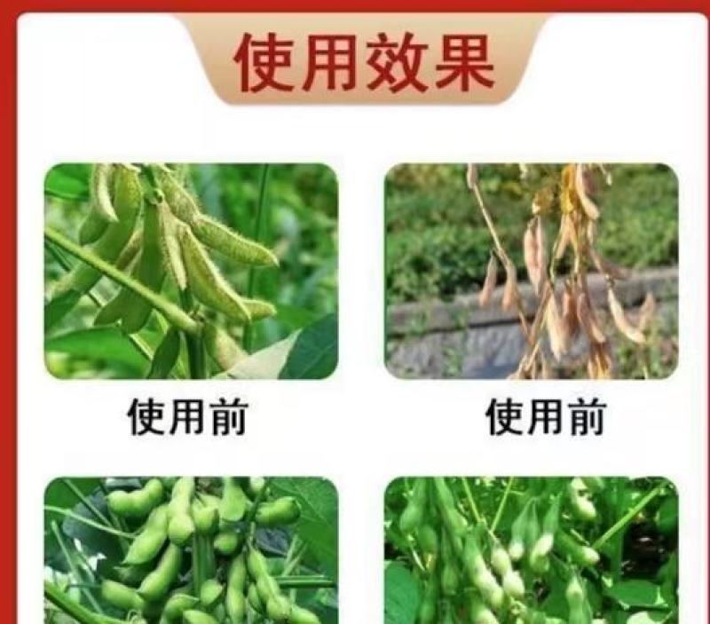 大豆粒粒饱，促根壮苗保花保荚豆粒饱满提质增产