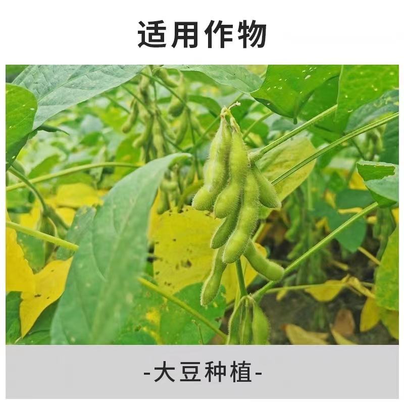 大豆粒粒饱，促根壮苗保花保荚豆粒饱满提质增产