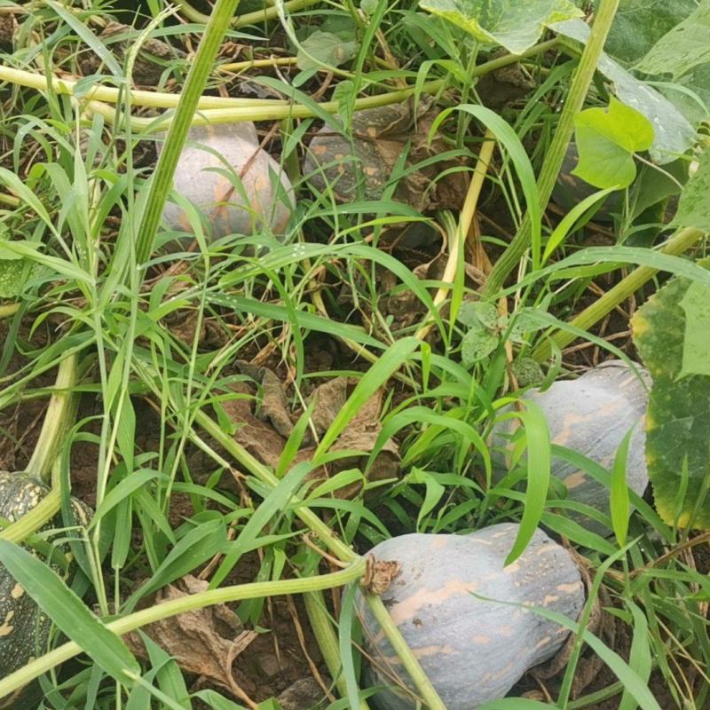 四川本地金香南瓜需要联系就行了质量巴适口感不错有想法来