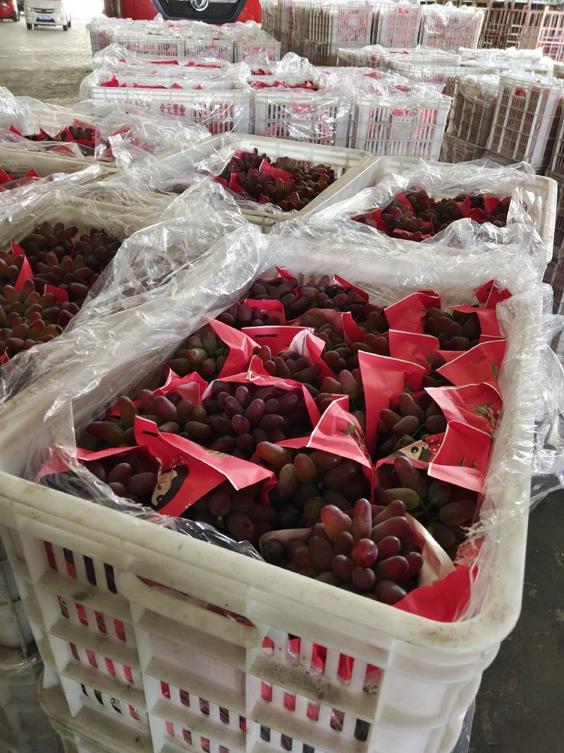 精品茉莉香葡萄大量供应，品质好，糖度高，欢迎订购。