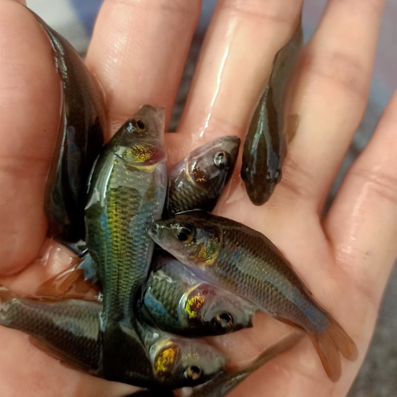 禾花鲤苗稻花鲤裸鲤鱼苗荷花鲤淡水养殖食用稻田鱼好养耐活鲫