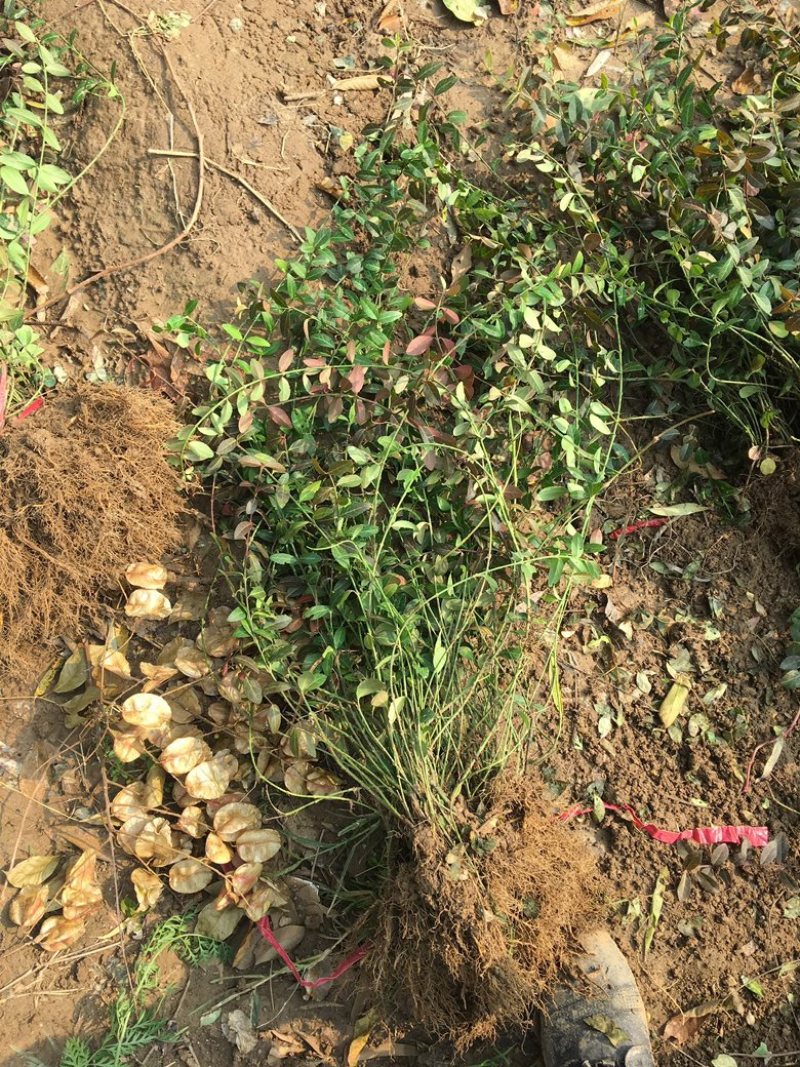 小叶扶芳藤规格齐全，欢迎各位老板实地考察。