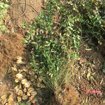 小叶扶芳藤规格齐全，欢迎各位老板实地考察。