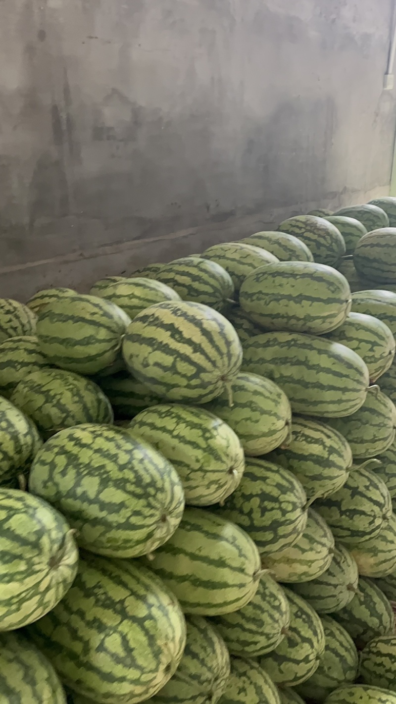 湖北金城五号石头瓜大量上市个头大熟度好.质量保证一条龙。
