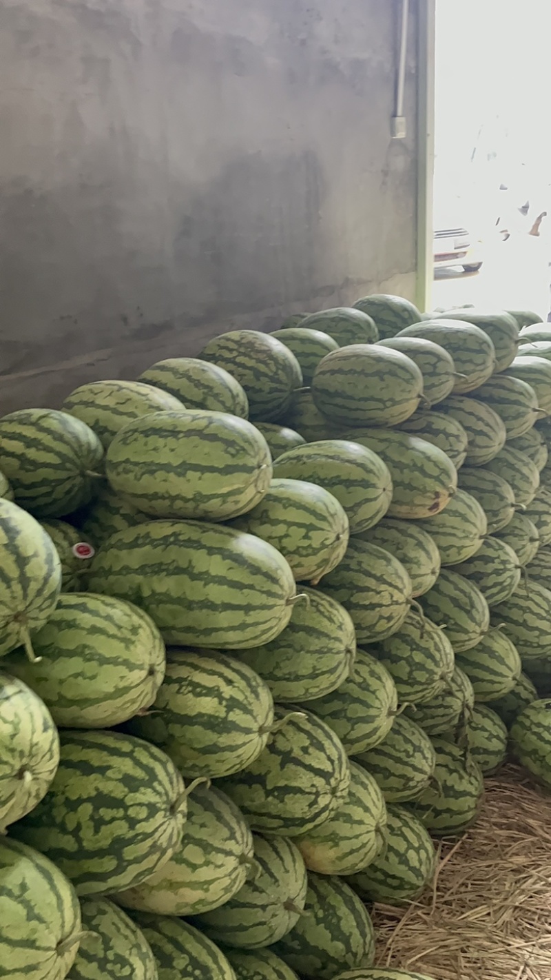 湖北金城五号石头瓜大量上市个头大熟度好.质量保证一条龙。