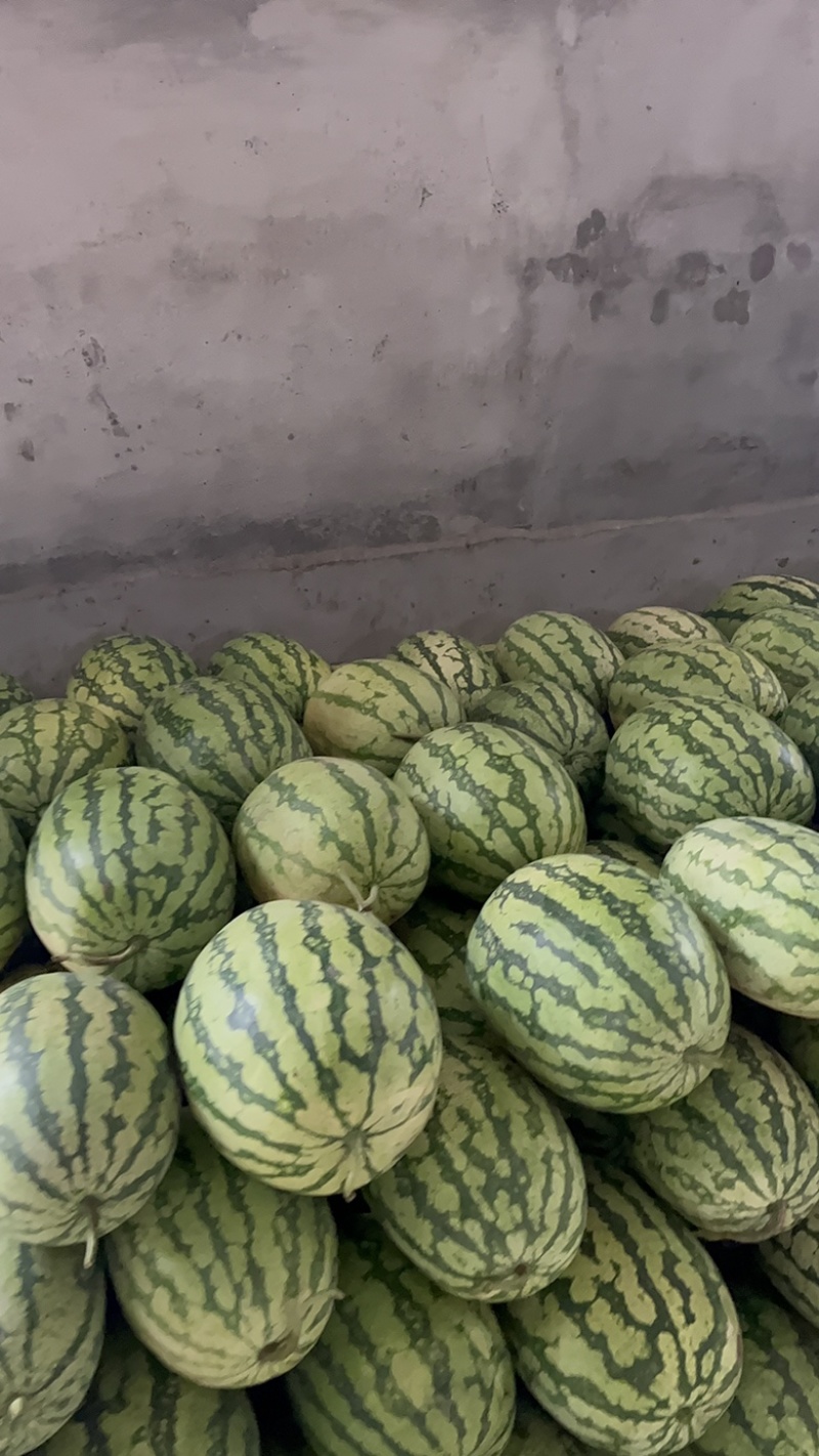 湖北金城五号石头瓜大量上市个头大熟度好.质量保证一条龙。