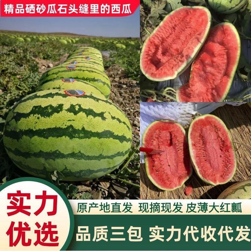 【实力】宁夏硒砂瓜石头缝的瓜大量上市保质保量全国代发