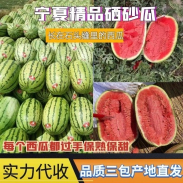 宁夏万亩精品硒砂瓜大量供应，产地直发，代发全国