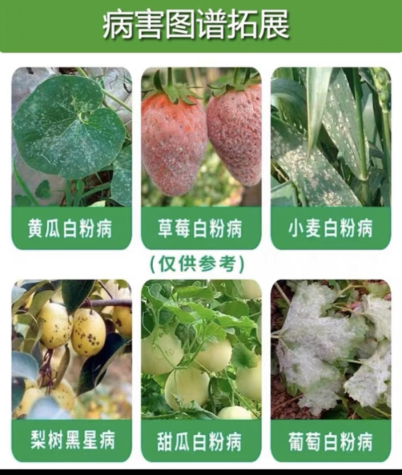 醚菌酯腈菌唑蔬菜果树草莓黄瓜多肉花卉白粉病炭疽病叶斑病