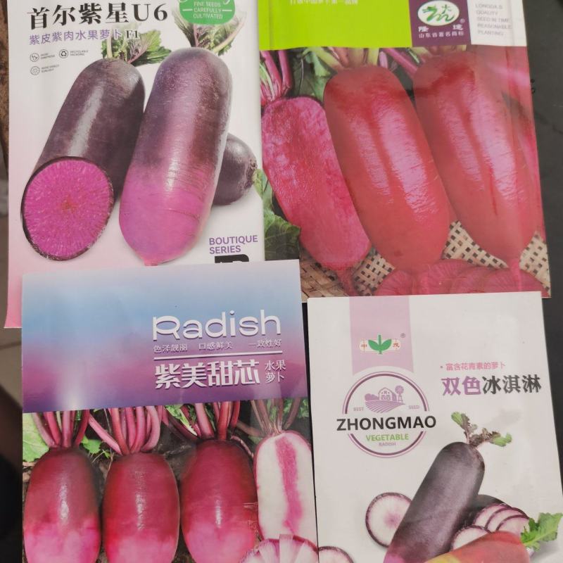 特色水果萝卜冰淇淋紫美特色冰糖心水果萝卜种子
