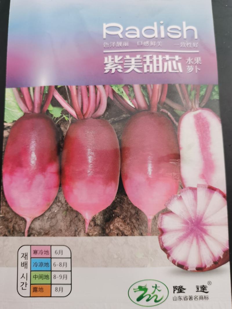 特色水果萝卜冰淇淋紫美特色冰糖心水果萝卜种子