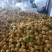 砀山翠玉，翠冠，大量上市，货源充足，质量好口感脆甜，