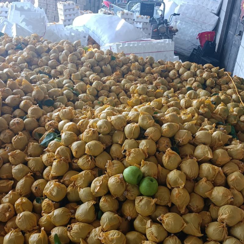 砀山翠玉，翠冠，大量上市，货源充足，质量好口感脆甜，