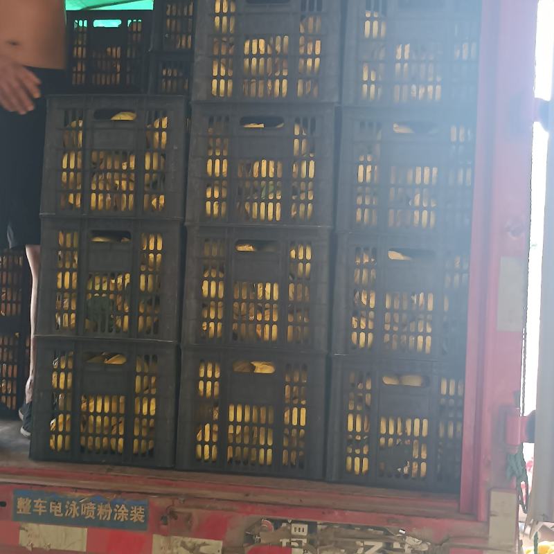 砀山翠玉，翠冠，大量上市，货源充足，质量好口感脆甜，