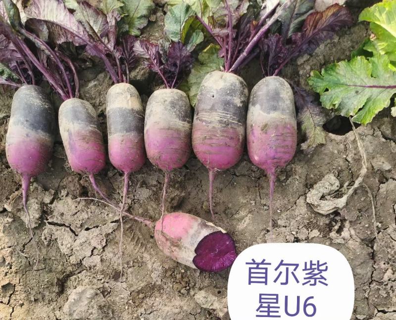 特色水果萝卜冰淇淋紫美特色冰糖心水果萝卜种子