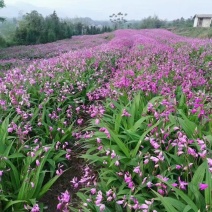 批发紫花白芨大苗块茎苗3年苗0.5一棵起