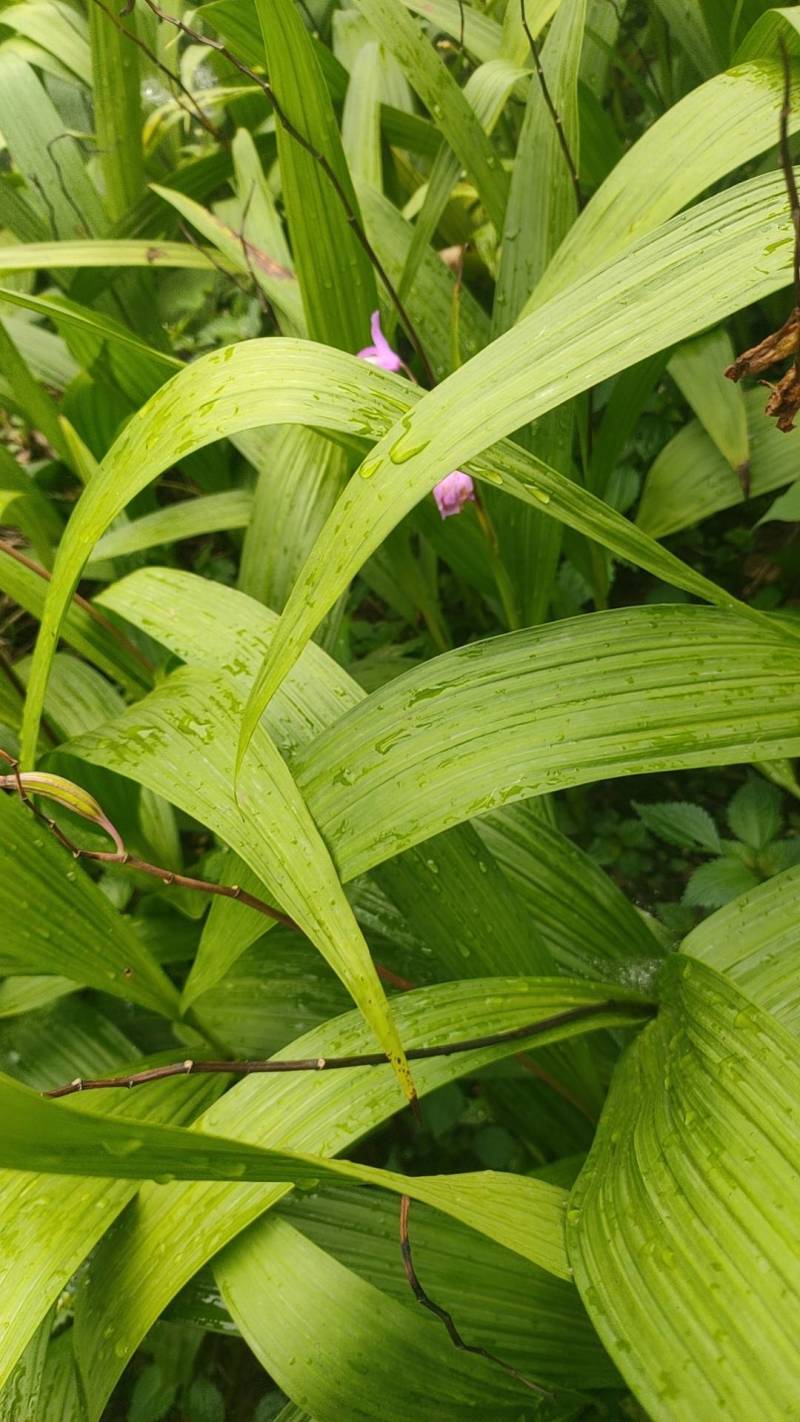 批发紫花白芨大苗块茎苗3年苗0.5一棵起