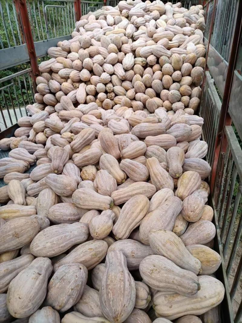 四川，重庆，大量出售蜜本南瓜
