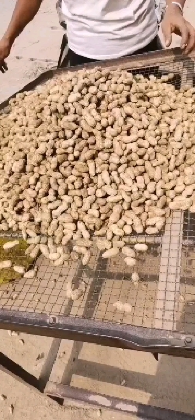 鲜花生，花生，手选，过筛，四粒红，白沙果，大白沙，