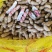 鲜花生，花生，手选，过筛，四粒红，白沙果，大白沙，
