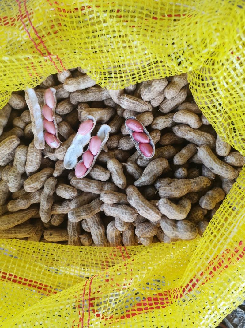 鲜花生，花生，手选，过筛，四粒红，白沙果，大白沙，