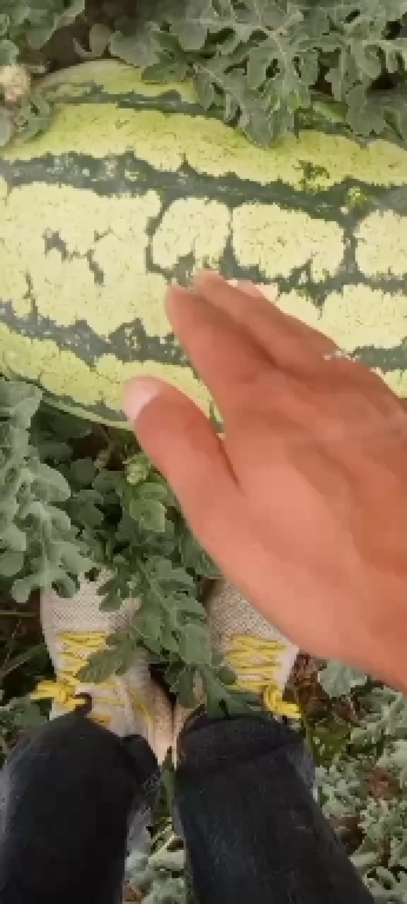 甘肃石头瓜已经大量上市，大红瓤小薄皮，石头缝里长出来的瓜