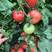 秋延，越冬硬粉西红柿苗，口感番茄苗，高抗病毒，抗死棵