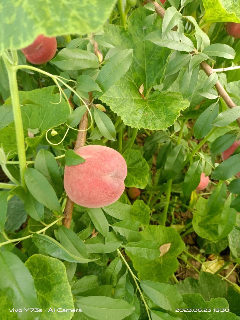 中桃8大大量有现货