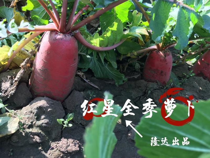 红星全季红皮萝卜种子杂交品种